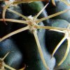 Gymnocalycium _marsoneri ssp.marsoneri _GC434.03 _04